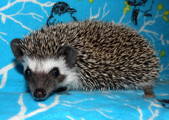 full grown pet hedgehog